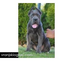 Cane Corso, vrhunski štenci - Slika 6/7
