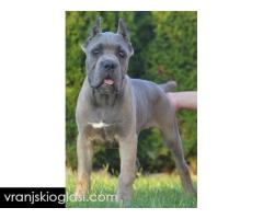 Cane Corso, vrhunski štenci - Slika 7/7