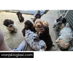 Lagotto Romagnolo, kvalitetni štenci