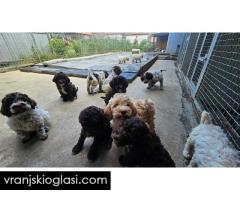 Lagotto Romagnolo, kvalitetni štenci