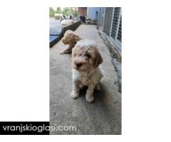 Lagotto Romagnolo, kvalitetni štenci - Slika 3/14