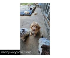 Lagotto Romagnolo, kvalitetni štenci - Slika 4/14