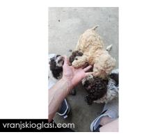 Lagotto Romagnolo, kvalitetni štenci - Slika 5/14