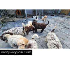 Lagotto Romagnolo, kvalitetni štenci - Slika 6/14