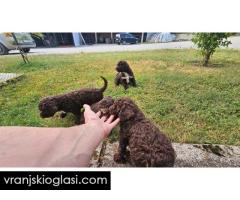Lagotto Romagnolo, kvalitetni štenci - Slika 8/14