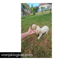 Lagotto Romagnolo, kvalitetni štenci - Slika 9/14