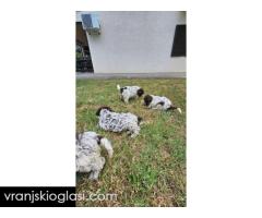 Lagotto Romagnolo, kvalitetni štenci - Slika 10/14