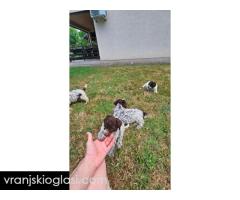 Lagotto Romagnolo, kvalitetni štenci - Slika 11/14