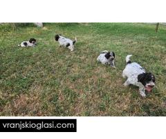 Lagotto Romagnolo, kvalitetni štenci - Slika 12/14