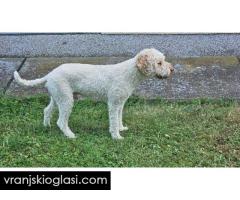 Lagotto Romagnolo, kvalitetni štenci - Slika 13/14