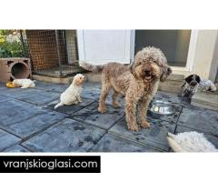 Lagotto Romagnolo, kvalitetni štenci - Slika 14/14