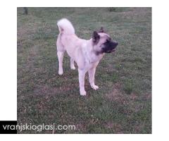 Američka akita, parenje