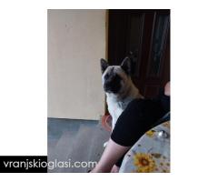 Američka akita, parenje - Slika 6/9