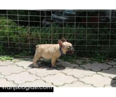 Francuski Buldog štenci