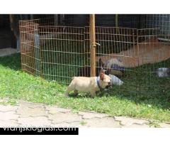 Francuski Buldog štenci - Slika 3/12