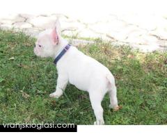 Francuski Buldog štenci - Slika 4/12