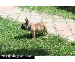 Francuski Buldog štenci - Slika 5/12