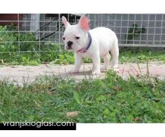 Francuski Buldog štenci - Slika 6/12