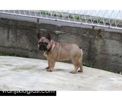 Francuski Buldog štenci - Slika 7/12