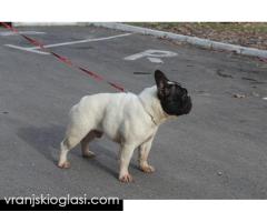 Francuski Buldog štenci - Slika 8/12