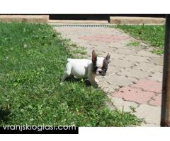 Francuski Buldog štenci - Slika 10/12
