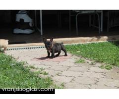 Francuski Buldog štenci - Slika 12/12