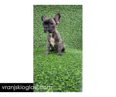 Štenci francuskog buldoga - Slika 4/13
