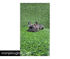 Štenci francuskog buldoga - Slika 5/13