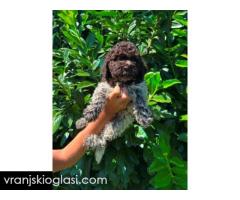 Lagotto Romagnolo štenci