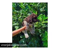 Lagotto Romagnolo štenci