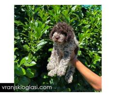 Lagotto Romagnolo štenci - Slika 3/6