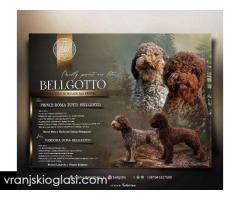 Lagotto Romagnolo štenci - Slika 5/6