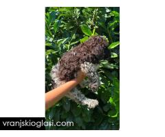 Lagotto Romagnolo štenci - Slika 6/6