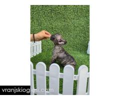 Francuski buldog