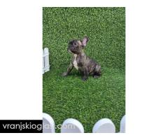 Francuski buldog - Slika 3/10