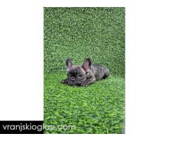 Francuski buldog - Slika 4/10
