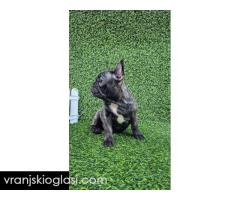 Francuski buldog - Slika 5/10