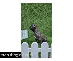 Francuski buldog - Slika 6/10