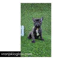 Francuski buldog - Slika 7/10