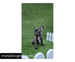 Francuski buldog - Slika 8/10