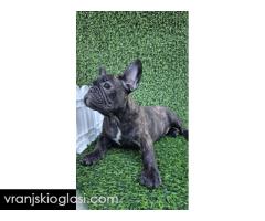 Francuski buldog - Slika 9/10