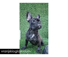 Francuski buldog - Slika 10/10